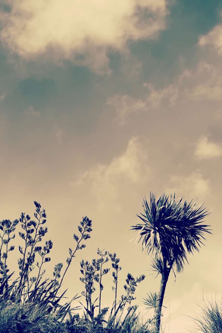 SEAOtearoa blog page (3)
