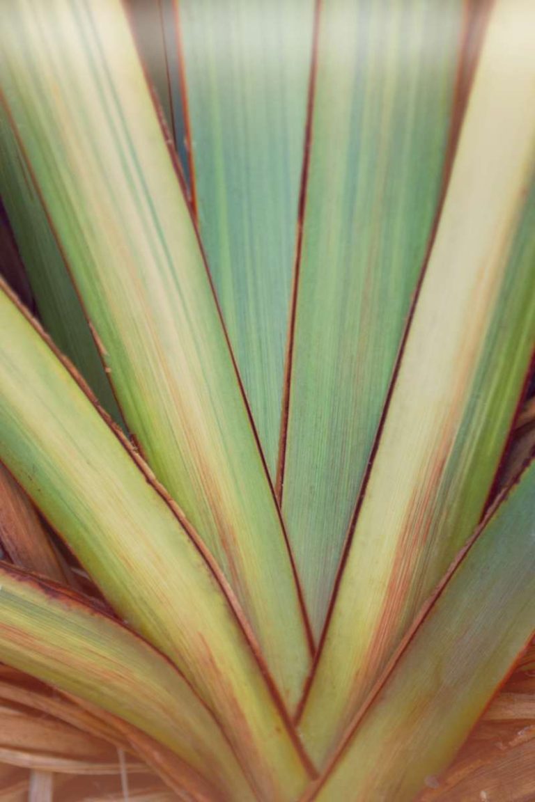 SEAOtearoa blog page